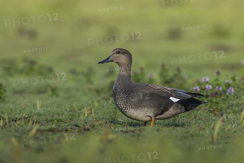 Gadwall (Mareca strepera) male, Schleswig-Holstein, Germany