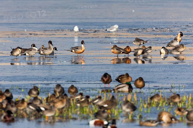 Pintails (Anas acuta), flock of birds resting on a frozen lake, island of Texel, Holland