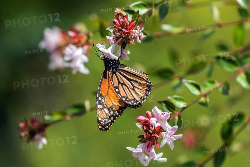 Monarch butterfly (Danaus plexippus) sitting on a flower, Madeira, Portugal