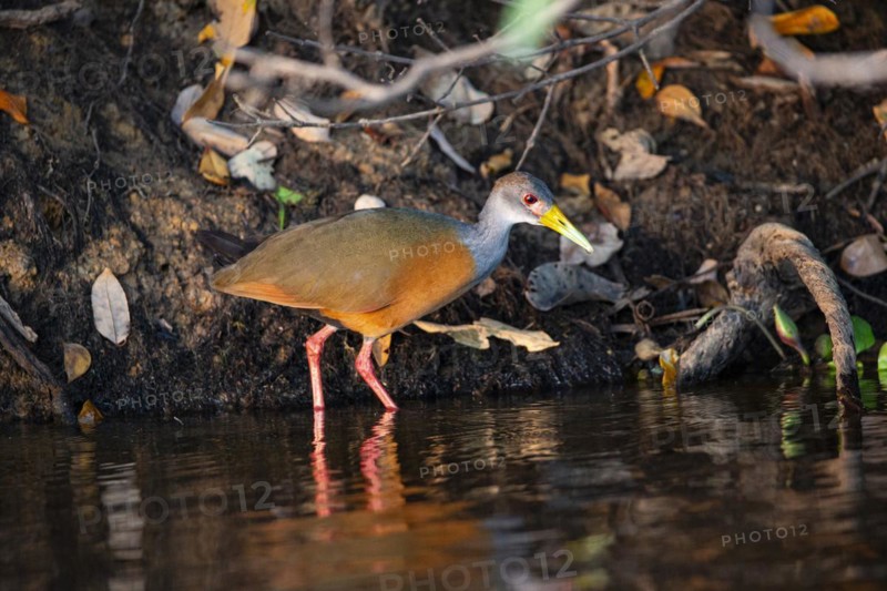 Grey-necked wood rail (Aramides cajanea) Pantanal Brazil