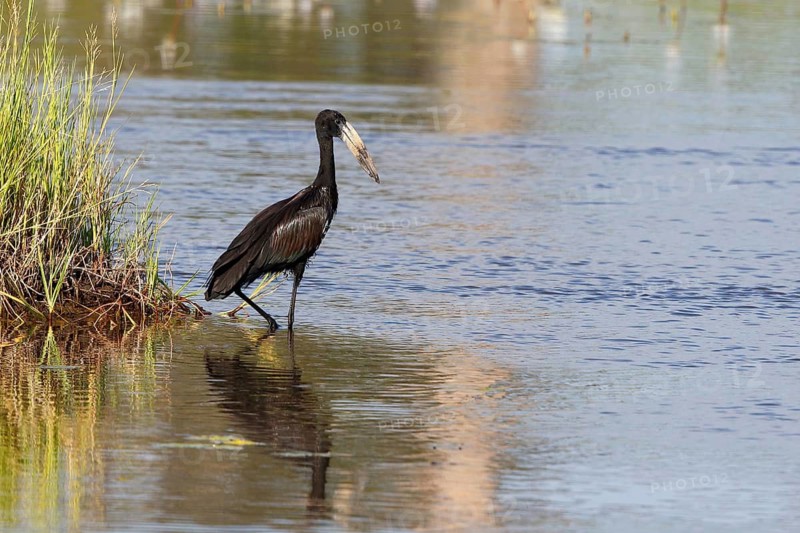 African Openbill (Anastomus lamelligerus) foraging, Chobe, Botswana