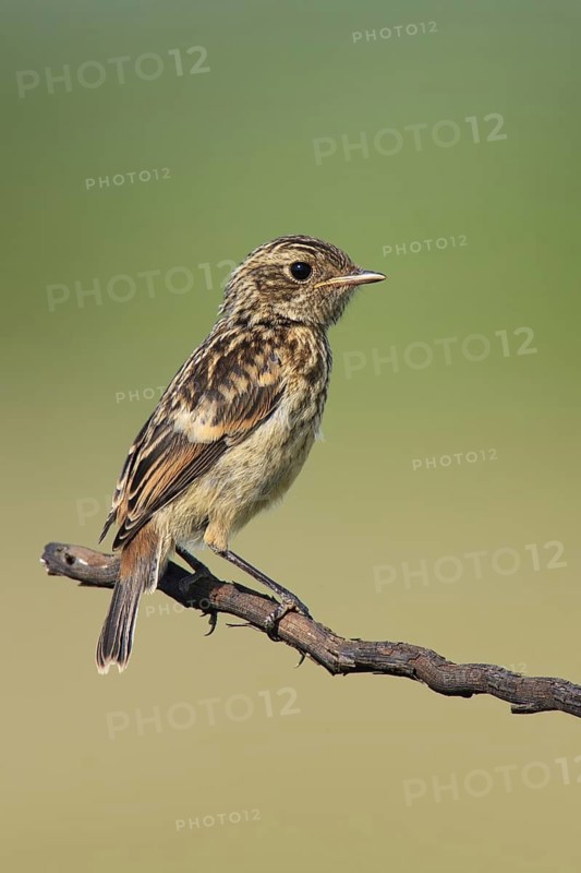 European Stonechat (Saxicola rubicola), Lake Neusiedl, Austria