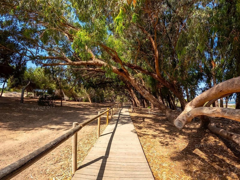 Scenic walkway meandering through a tunnel of trees, inviting exploration and tranquility within the natural park of las lagunas de la mata and torrevieja