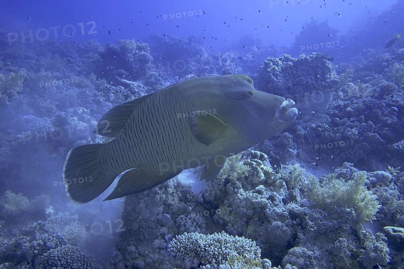 Napoleon wrasse (Cheilinus undulatus)