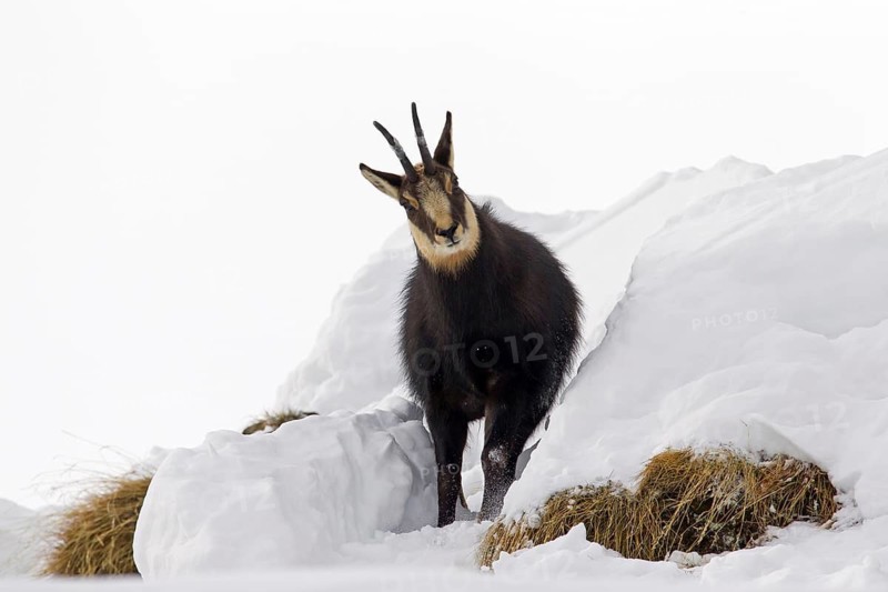Chamois (Rupicapra rupicapra) in the snow in winter, Gran Paradiso National Park, Italian Alps, Italy