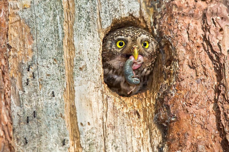 Eurasian Pygmy Owl (Glaucidium passerinum) female looking out of breeding cavity with food in beak, Bavaria, Germany