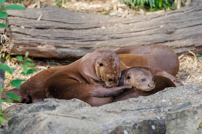 A pack of adult and juvenile giant otters or giant river otters (Pteronura brasiliensis) rest cuddled together on the riverbank