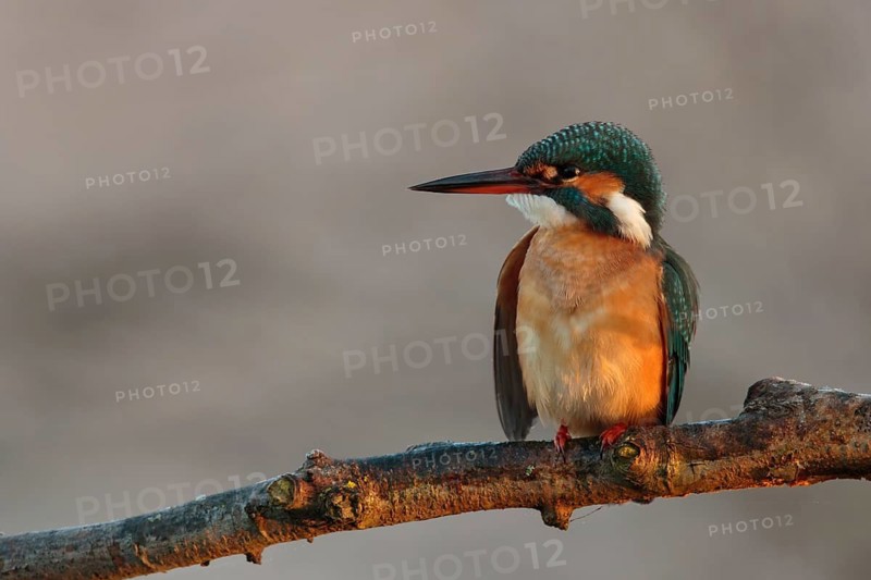 Common Kingfisher (Alcedo atthis) female, Utrecht, Netherlands