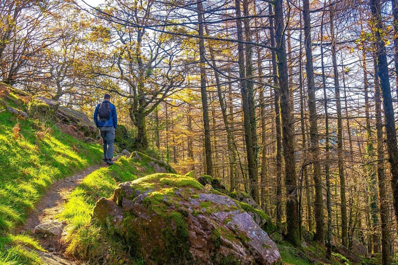 A young man in the forest on his way to the top of Mount Adarra in Urnieta, near San Sebastian. Gipuzkoa, Basque Country