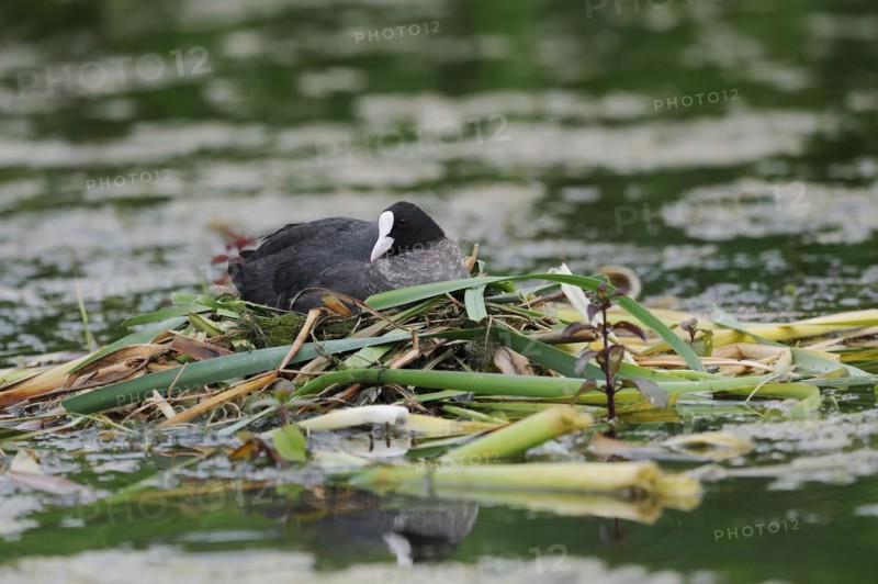 Common coot (Fulica atra) breeding on the nest, North Rhine-Westphalia, Germany
