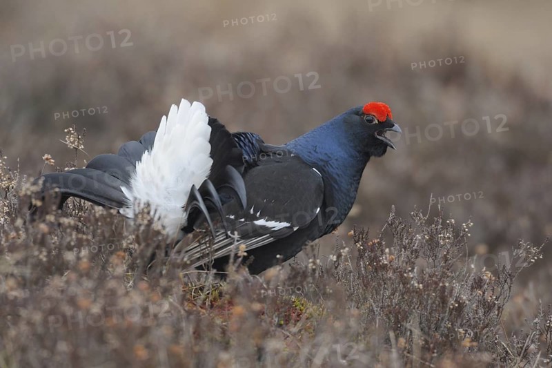 Black Grouse (Lyrurus tetrix) male, Sweden