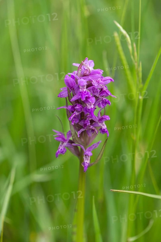 Moorland spotted orchid (Dactylorhiza maculata), Schrobenhausen, Upper Bavaria, Germany