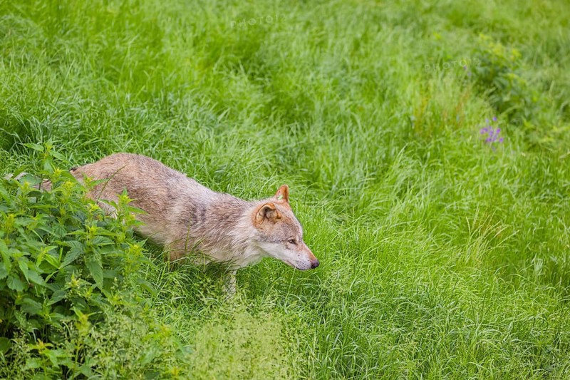 An adult male gray wolf (Canis lupus lupus) runs across a green meadow in hilly terrain