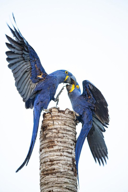 Hyacinth Macaw (Anodorhynchus hyacinthinus) Pantanal Brazil