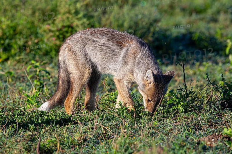 Side-striped Jackal (Canis adustus) Ndutu Aerea searching for termites Tanzania March