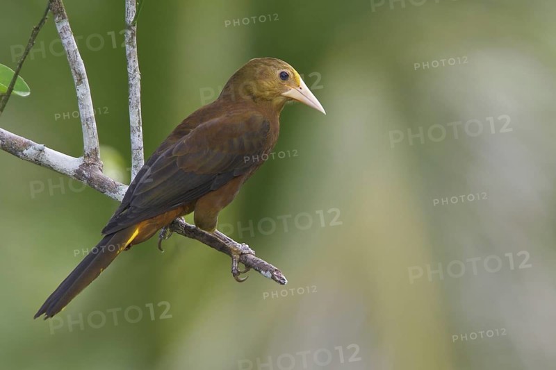 Russet-backed Oropendola (Psarocolius angustifrons), Manu National Park, Peru