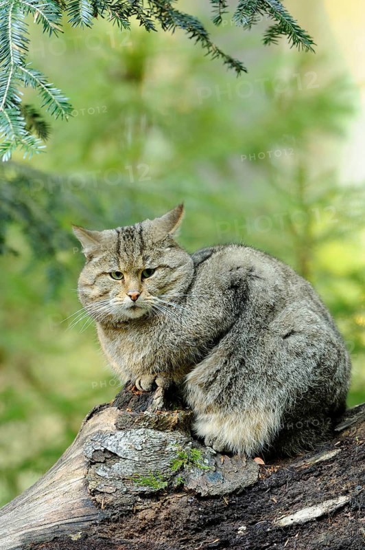 Wildcat sitting attentively on a tree trunk in the forest, Wildcat (Felis silvestris), Bavarian Forest National Park
