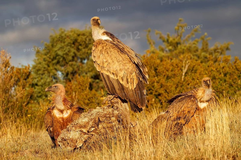 Griffon vulture (Gyps fulvus), on the feeding ground in the Pyrenees, Catalonia, Spain