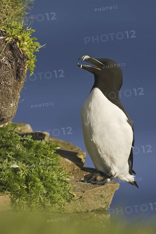 Razorbill (Alca torda), Iceland