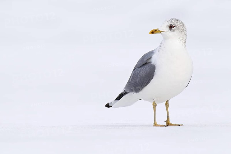 Mew Gull (Larus canus), Berlin, Germany