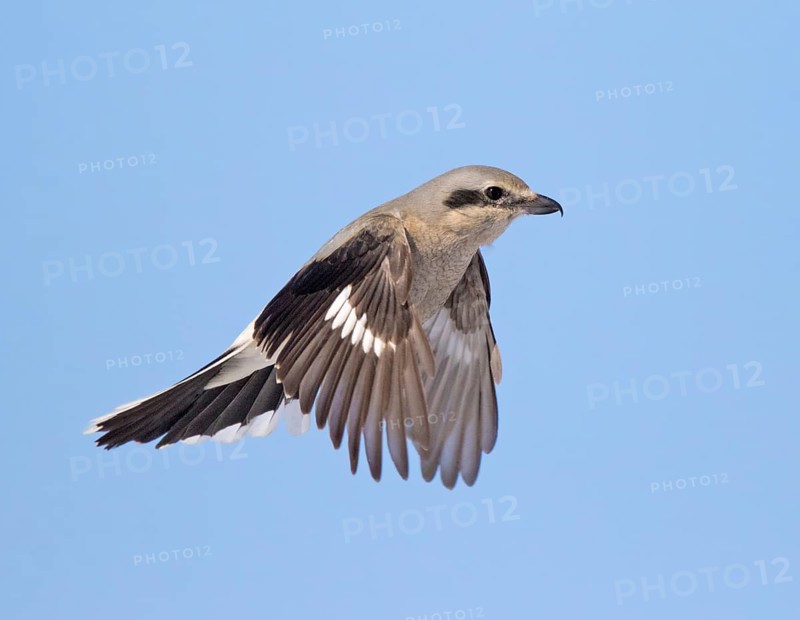 Northern Shrike, Lanius excubitor, hovers over a field in Saskatoon, Saskatchewan in winter