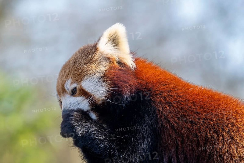 Western Red panda, Red panda (Ailurus fulgens), portrait, occurring in South Asia, captive
