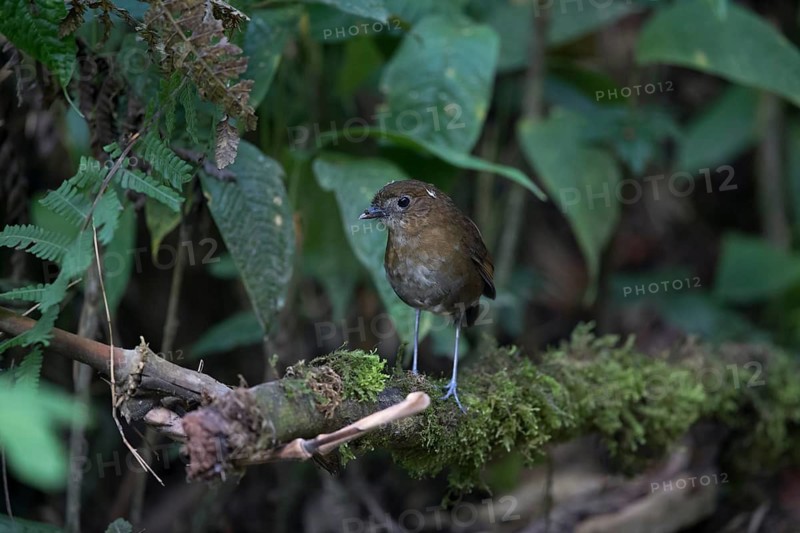 Brown-banded Antpitta (Grallaria milleri) perched on a mossy branch on ground, Rio Blanco Nature Reserve, Colombia