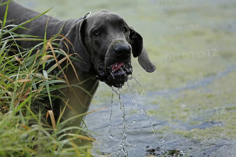 Great Dane, Saupacker, Great Dane