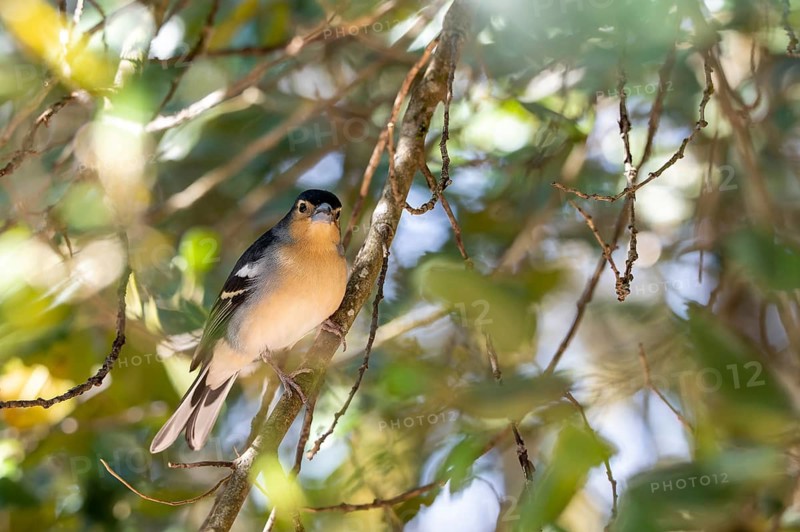 Chaffinch (Fringilla coelebs) on branch, La Gomera, Canary Islands, Spain