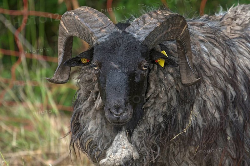 Portrait of male black-headed sheep (Ovis aries Linnaeus), Mecklenburg-Western Pomerania, Germany