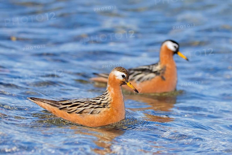 Red phalarope, grey phalarope (Phalaropus fulicarius) pair, male and female in breeding plumage in pond on the tundra in spring, Svalbard, Norway