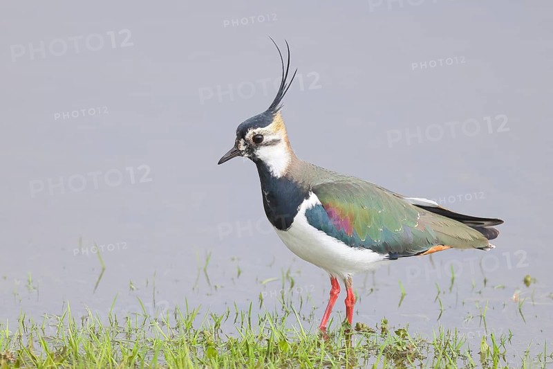 Lapwing (Vanellus vanellus), in splendid plumage, foraging on a bank, nature reserve on the Rhine, Bieslicher insel, old Rhine arm, near Xanten, Lower Rhine, Wesel district, one of the few floodplain landscapes in Germany, in winter, wildlife, nature photography, bird, North Rhine-Westphalia, Germany