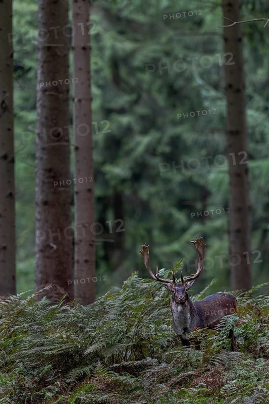 A fallow deer (Dama dama) on its way to the main rutting ground, autumn, rut, fallow deer rut, October, Germany