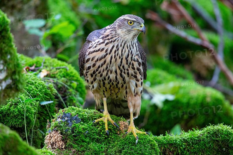 Goshawk (Accipiter gentilis) Germany