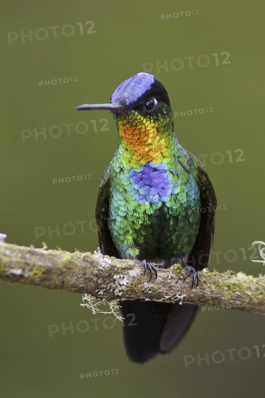 Fiery-throated Hummingbird (Panterpe insignis), Costa Rica