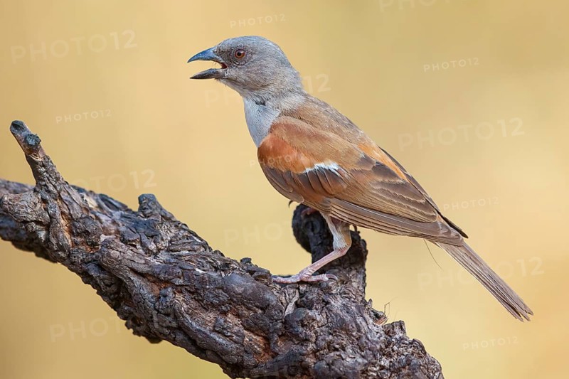 Grey-headed Sparrow, Passer griseus, Northern Grey-headed Sparrow, Northern Grey-headed Sparrow, Moineau gris, Gorriv=n gris, Tendaba camp Tendaba photo hid, Kwinella, South Bank, Gambia