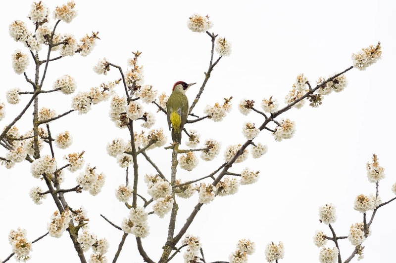 A green woodpecker (Picus viridis) sitting on a flowering branch against a light-coloured background, Hesse, Germany