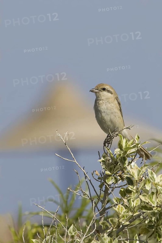 Isabelline Shrike (Lanius isabellinus), El Quseir, Egypt