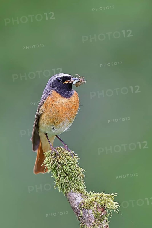 Redstart (Phoenicurus phoenicurus), male with caterpillars in beak on mossy branch, songbird, wildlife, Wilnsdorf, North Rhine-Westphalia, Germany