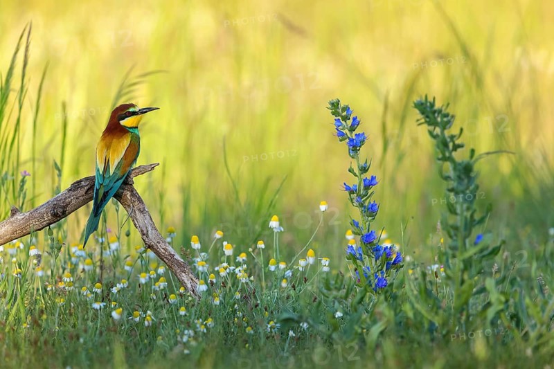 Bee-eater, (Merops apiaster), perch, meadow with wildflowers, Tiszaalpár, Kiskunsági National Park, Bács-Kiskun, Hungary