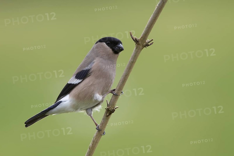 Eurasian Bullfinch (Pyrrhula pyrrhula) female, Lower Saxony, Germany