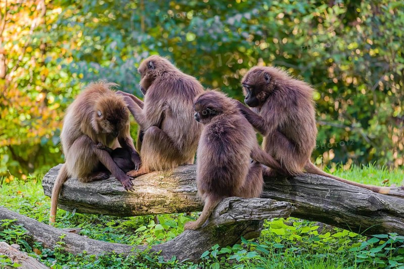 Four female Gelada (Theropithecus gelada), or bleeding-heart monkey sit on a log, each grooms each other