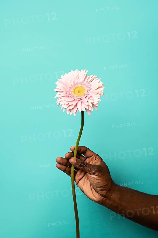 Close-up of an African man's hand gently holding a single pink gerbera flower with a long stem, set against a vibrant blue background, symbolizing simplicity and elegance