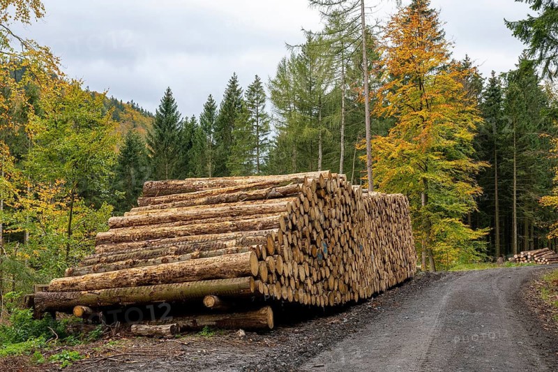 Logging in the Harz Mountains, forest work, Goslar, Lower Saxony, Germany