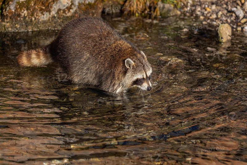 One Raccoon, Procyon lotor, looking for food between the pebbles in shallow water