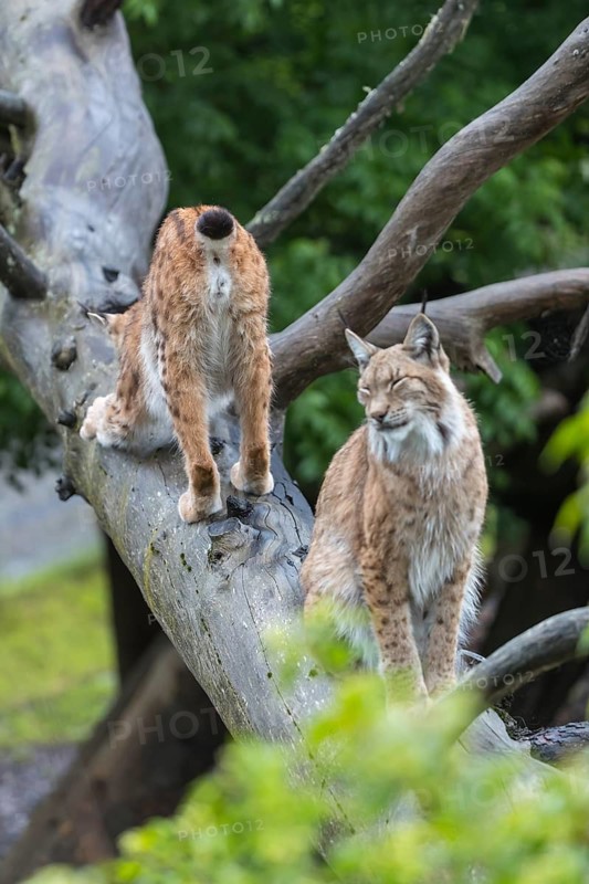 One Eurasian lynx, (Lynx lynx), walking down on a fallen tree. Side view with green forest in the background. One lynx sitting and blocking the path