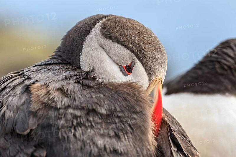 Puffin (Fratercula arctica) resting its head in its feathers, portrait, Latrabjarg, Westfjords, Iceland