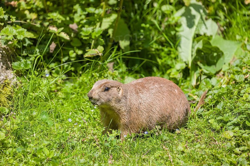 A black-tailed prairie dog sits on fresh green vegetation, searching for food on a bright sunny day