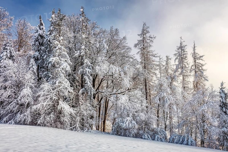 Snow-covered trees against a partly blue sky in a wintry landscape, Hocheck