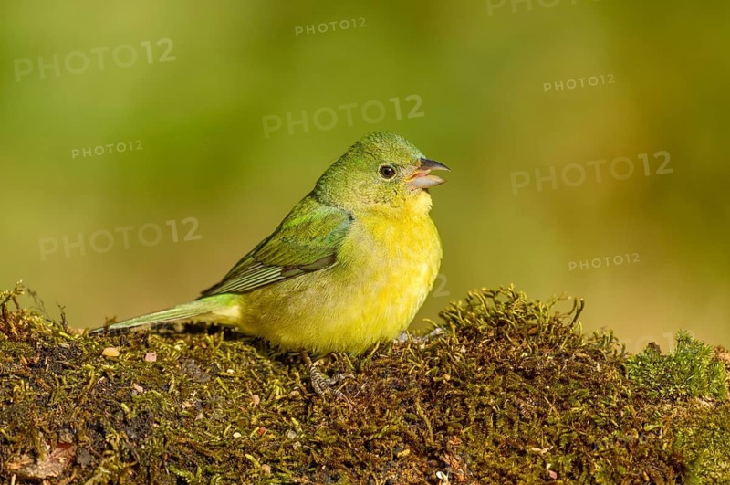 Painted Bunting (Passerina ciris) female on ground, Texas, USA